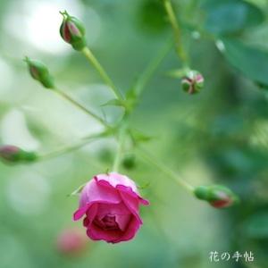 バラ　アレキサンダー ジロール（Alexandre Girault）｜花の手帖のバラ図鑑