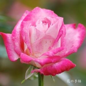 バラ　アルテス75｜花の手帖のバラ図鑑