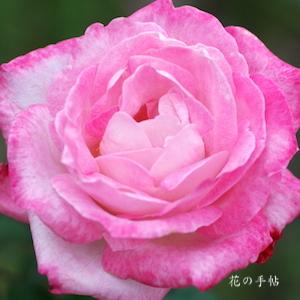 バラ　アルテス75｜花の手帖のバラ図鑑