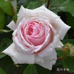 バラ　アンドレルノートル｜花の手帖のバラ図鑑