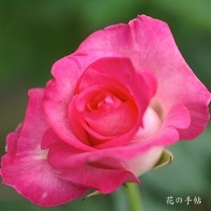 バラ　アンジェ ロゼ｜花の手帖のバラ図鑑