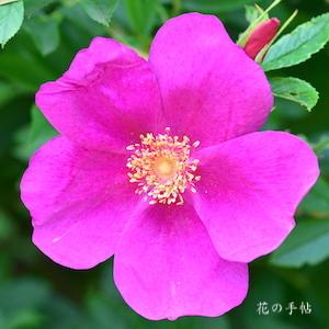 バラ　アンエント｜花の手帖のバラ図鑑