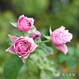 バラ　アンティーク ブーケ｜花の手帖のバラ図鑑