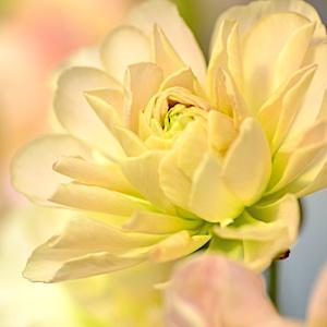 ランキュラス　アルボア｜花の手帖のバラ図鑑