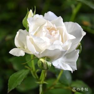 バラ　オーブレジェール（Aube Legere）｜花の手帖のバラ図鑑