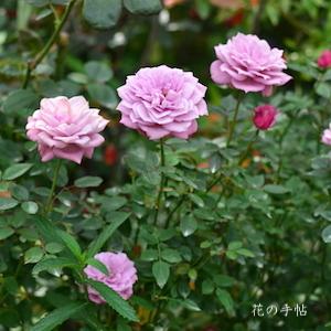 バラ　 オー ド トワレ（Eau de Toilette）｜花の手帖のバラ図鑑