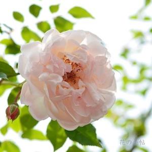 バラ　オーギュスト ゲルブ（Auguste Gervais）｜花の手帖のバラ図鑑