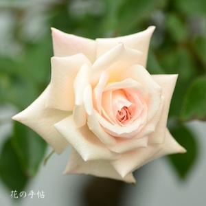 バラ　アバンデル（Avandel）｜花の手帖のバラ図鑑