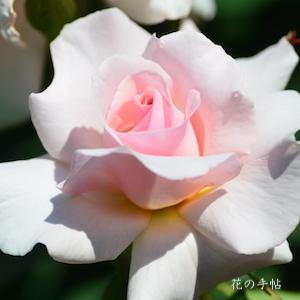 バラ　ア ホワイター シェード オブ ペール（ROSE　A Whiter Shade of Plae）｜花の手帖のバラ図鑑