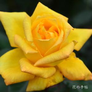 バラ　あゆみ｜花の手帖のバラ図鑑