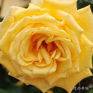 バラ　あゆみ｜花の手帖のバラ図鑑