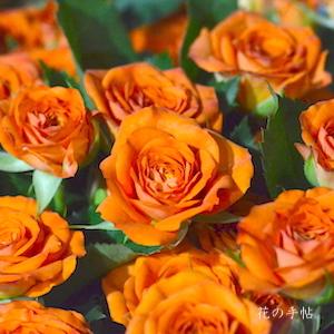 バラ　ベイブ（Babe）｜花の手帖のバラ図鑑