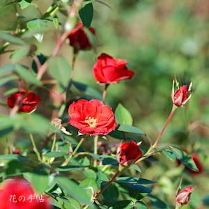 バラ　ベビー バッカラ（Baby Baccara）｜花の手帖のバラ図鑑