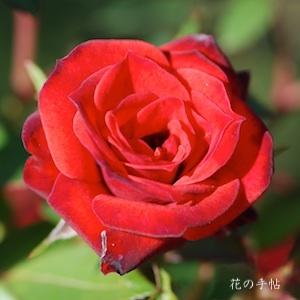 バラ　ベビー バッカラ（Baby Baccara）｜花の手帖のバラ図鑑