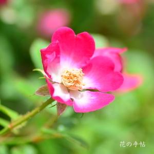 バラ　ベビー カクテル（Baby Cocktail）｜花の手帖のバラ図鑑