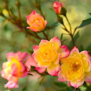 バラ　ベビー マスケラード（Baby Mascarade）｜花の手帖のバラ図鑑