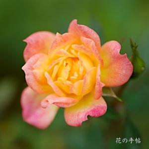 バラ　ベビー マスケラード（Baby Mascarade）｜花の手帖のバラ図鑑