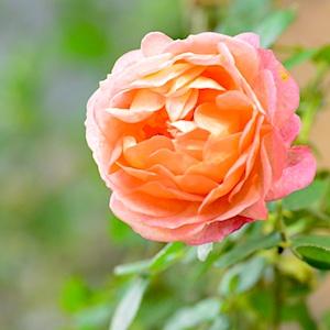 バラ　つる ベビーロマンティカ（Baby Romantica, Cl.）｜花の手帖のバラ図鑑