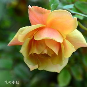 バラ　ベル エポック（Bell Epoque）｜花の手帖のバラ図鑑