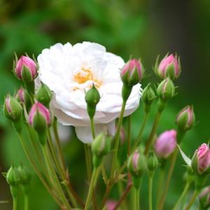 バラ　ベル ヴィシソワーズ（Belle Vichyssoise）｜花の手帖のバラ図鑑