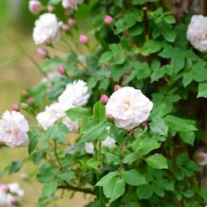 バラ　ベル ヴィシソワーズ（Belle Vichyssoise）｜花の手帖のバラ図鑑