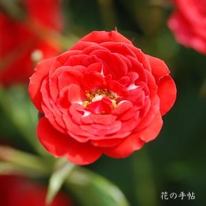バラ　ベニヒメ（紅姫）｜花の手帖のバラ図鑑