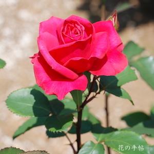 バラ　ビッグ ドリーム（Big Dream）｜花の手帖のバラ図鑑