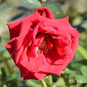 バラ　ビッグレッド｜花の手帖のバラ図鑑