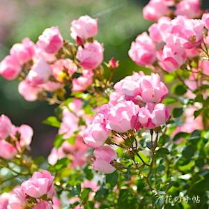 バラ　ビンゴ メイディランド（Bingo Meidiland）｜花の手帖のバラ図鑑