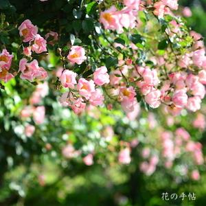 バラ　ビンゴ メイディランド（Bingo Meidiland）｜花の手帖のバラ図鑑