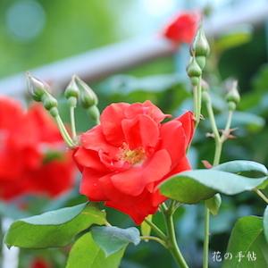 バラ　ビショッフシュタット パダーボーン｜花の手帖のバラ図鑑