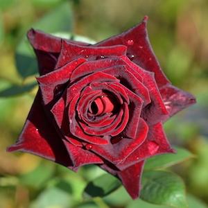 バラ　ブラック バカラ｜花の手帖のバラ図鑑