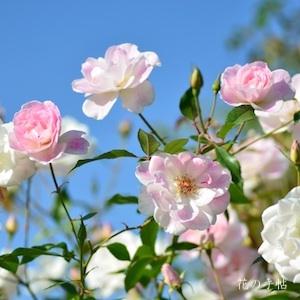 バラ　ブラッシング アイスバーグ（Blushing Iceberg）｜花の手帖のバラ図鑑