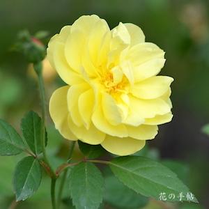 バラ　ブライススピリット｜花の手帖のバラ図鑑