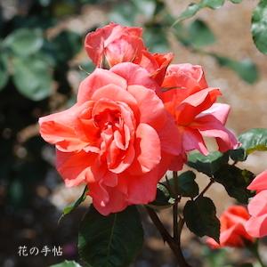 バラ　ボビー ルーカス（Bobbie Lucas）｜花の手帖のバラ図鑑