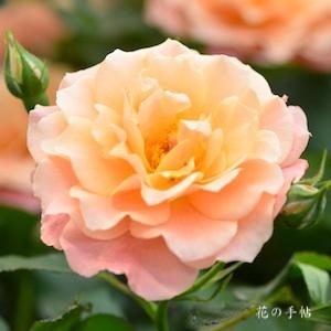 バラ　｜花の手帖のバラ図鑑