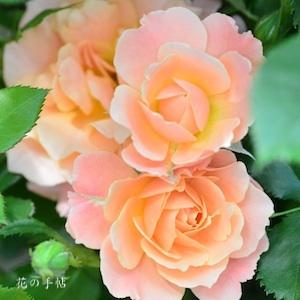 バラ　｜花の手帖のバラ図鑑