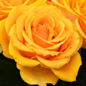 バラ　ボサノバ（Bossa Nova）｜花の手帖のバラ図鑑