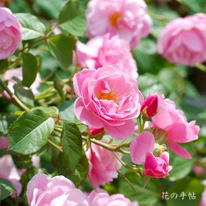 バラ　ボウ ベルズ（Bow Bells）｜花の手帖のバラ図鑑