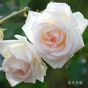 バラ　ブライダル ファンタジー｜花の手帖のバラ図鑑