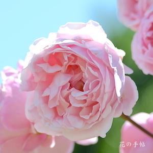 バラ　ブラザーカドフィール（Brother Cadfael）｜花の手帖のバラ図鑑