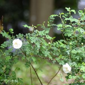 バラ　ダブル ホワイト（Double White）｜花の手帖のバラ図鑑