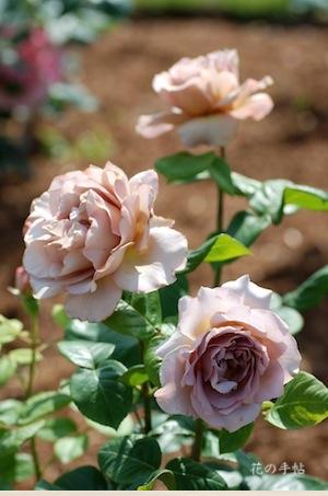 バラ　カフェ ラテ（Caffe Latte）｜花の手帖のバラ図鑑