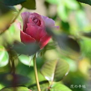バラ　カフェ ラテ（Caffe Latte）｜花の手帖のバラ図鑑
