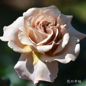 バラ　カフェ ラテ（Caffe Latte）｜花の手帖のバラ図鑑