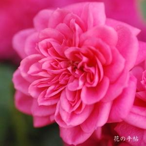 バラ　キャンディ キャンディ（Candy Candy）｜花の手帖のバラ図鑑