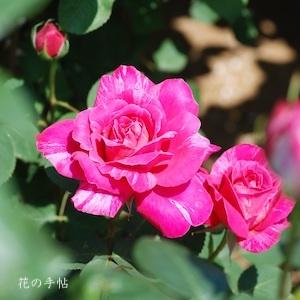 バラ　キャンディ ストライプ（Candy Stripe）｜花の手帖のバラ図鑑