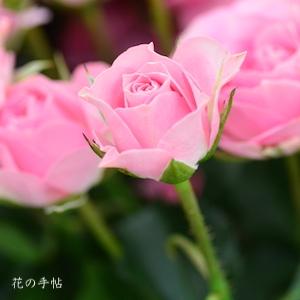 バラ　カンタービレ（Cantabile）｜花の手帖のバラ図鑑