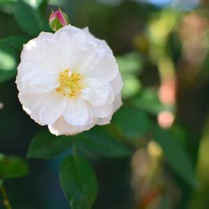 バラ　カロリーヌ マルニース（Caroline Marniesse）｜花の手帖のバラ図鑑