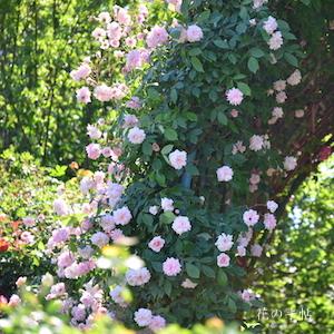 バラ　つるセシルブルンネ｜花の手帖のバラ図鑑